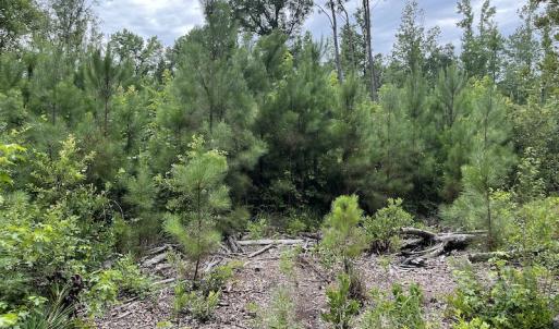 Photo #7 of SOLD property in 2003 Irvin Enzor Road N, Fair Bluff, NC 11.0 acres