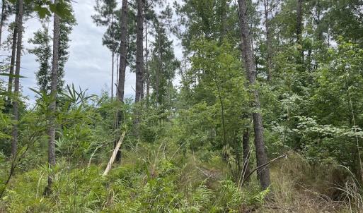 Photo #9 of SOLD property in 2003 Irvin Enzor Road N, Fair Bluff, NC 11.0 acres