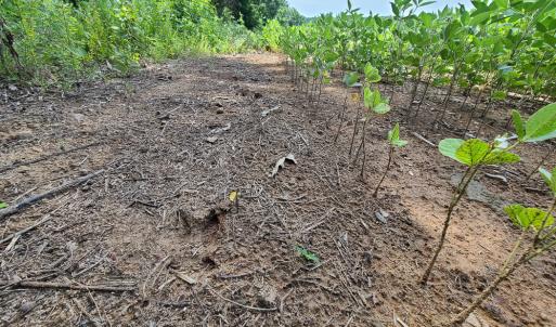 Photo #3 of SOLD property in 1074 Coon Trail, South Boston, VA 253.0 acres