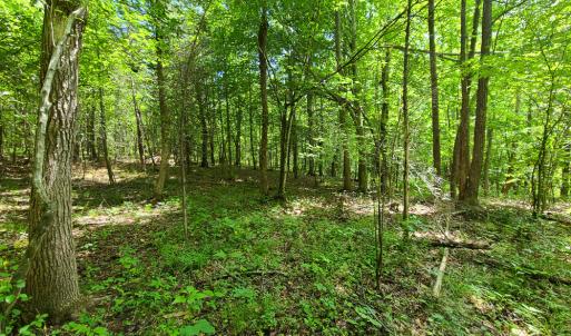 Photo #9 of SOLD property in 1074 Coon Trail, South Boston, VA 253.0 acres
