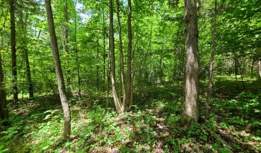 Photo #10 of SOLD property in 1074 Coon Trail, South Boston, VA 253.0 acres