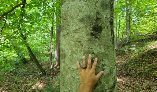 Photo #14 of SOLD property in 1074 Coon Trail, South Boston, VA 253.0 acres