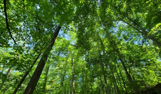 Photo #16 of SOLD property in 1074 Coon Trail, South Boston, VA 253.0 acres