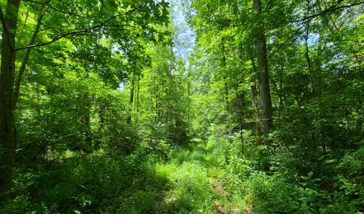 Photo #18 of SOLD property in 1074 Coon Trail, South Boston, VA 253.0 acres