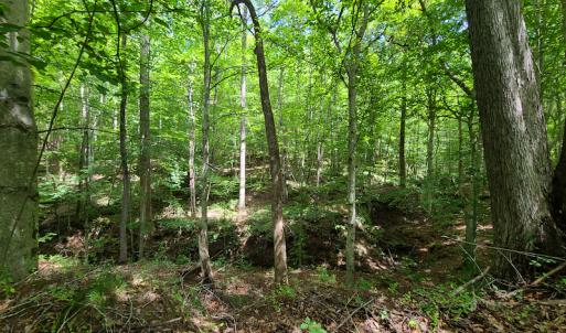Photo #19 of SOLD property in 1074 Coon Trail, South Boston, VA 253.0 acres