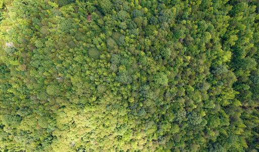 Photo #32 of SOLD property in 1074 Coon Trail, South Boston, VA 253.0 acres