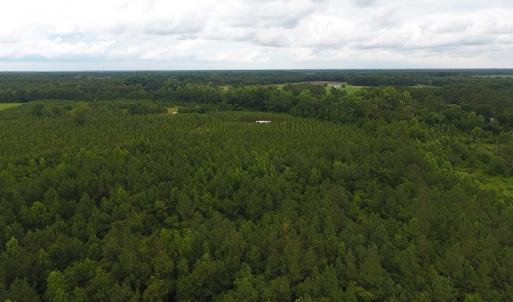 Photo #11 of SOLD property in Off Lee Road, Gibson, NC 13.7 acres