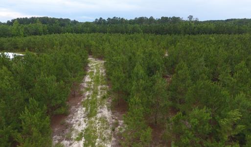Photo #14 of SOLD property in Off Lee Road, Gibson, NC 13.7 acres