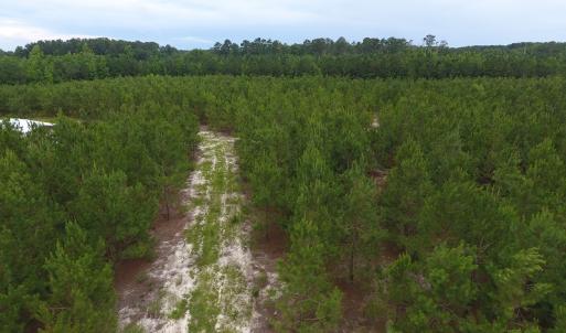 Photo #14 of SOLD property in Off Lee Road, Gibson, NC 13.7 acres