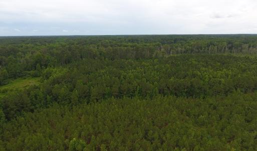 Photo #3 of SOLD property in Off Lee Road, Gibson, NC 13.7 acres