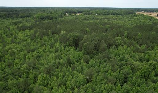 Photo #9 of SOLD property in Off Old Stage Road, Dinwiddie, VA 107.0 acres