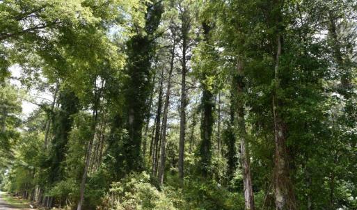 Photo #6 of SOLD property in Off Bay City Road, Bayboro, NC 352.0 acres