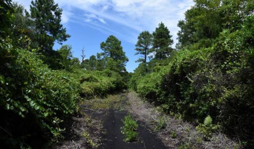 Photo #11 of SOLD property in Off Bay City Road, Bayboro, NC 352.0 acres