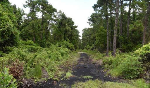 Photo #13 of SOLD property in Off Bay City Road, Bayboro, NC 352.0 acres