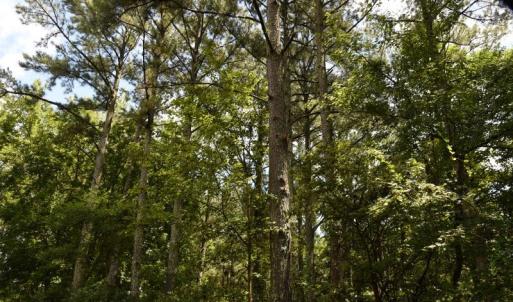 Photo #19 of SOLD property in Off Bay City Road, Bayboro, NC 352.0 acres