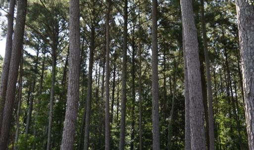 Photo #21 of SOLD property in Off Bay City Road, Bayboro, NC 352.0 acres