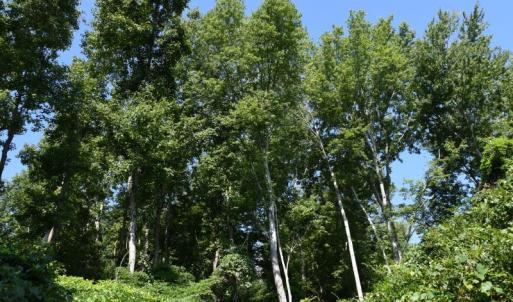 Photo #22 of SOLD property in Off Bay City Road, Bayboro, NC 352.0 acres