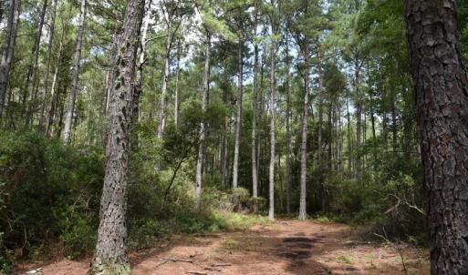 Photo #34 of SOLD property in Off Bay City Road, Bayboro, NC 352.0 acres