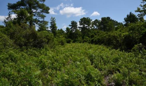 Photo #35 of SOLD property in Off Bay City Road, Bayboro, NC 352.0 acres