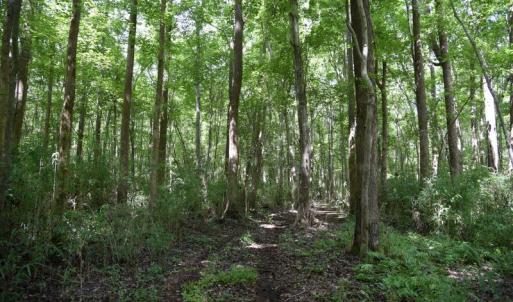 Photo #37 of SOLD property in Off Bay City Road, Bayboro, NC 352.0 acres