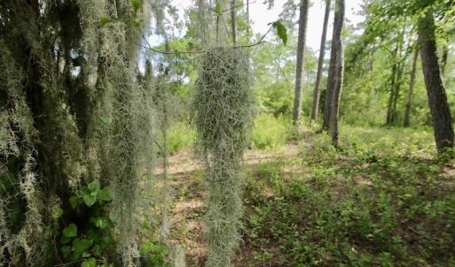 Photo #31 of Off Tarpon Pointe, Bath, NC 2.7 acres