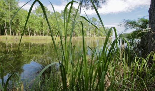 Photo #32 of Off Tarpon Pointe, Bath, NC 2.7 acres