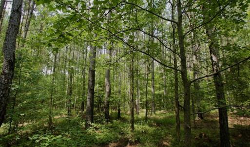 Photo #15 of SOLD property in Off Page Riddick Road, Gates, NC 10.6 acres