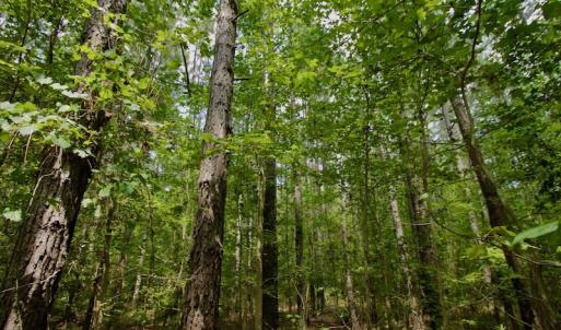 Photo #18 of SOLD property in Off Page Riddick Road, Gates, NC 10.6 acres