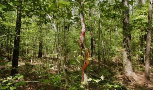 Photo #23 of SOLD property in Off Page Riddick Road, Gates, NC 10.6 acres