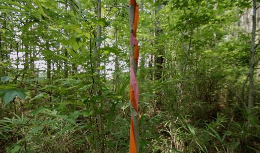 Photo #28 of SOLD property in Off Page Riddick Road, Gates, NC 10.6 acres