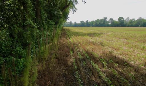 Photo #32 of SOLD property in Off Page Riddick Road, Gates, NC 10.6 acres