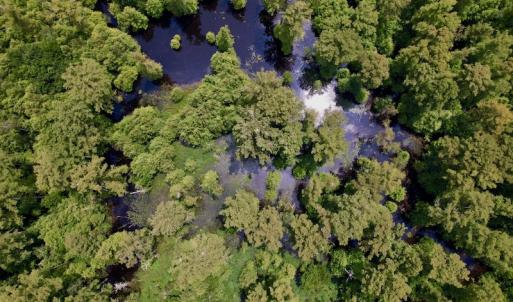 Photo #15 of SOLD property in Off Hwy 123 North, Hookerton, NC 89.0 acres