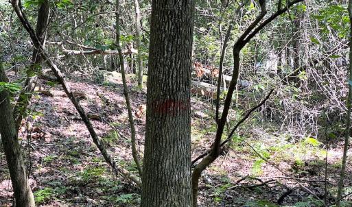 Photo #8 of SOLD property in Off Green Pasture Lane, Carrollton, VA 6.0 acres