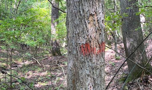 Photo #9 of SOLD property in Off Green Pasture Lane, Carrollton, VA 6.0 acres