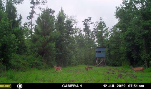 Photo #23 of SOLD property in Off Old Dothan Road, Tabor City, NC 20.9 acres