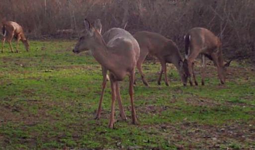 Photo #26 of SOLD property in Off Old Dothan Road, Tabor City, NC 20.9 acres