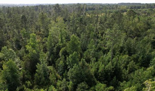 Photo #6 of SOLD property in Off Old Dothan Road, Tabor City, NC 20.9 acres