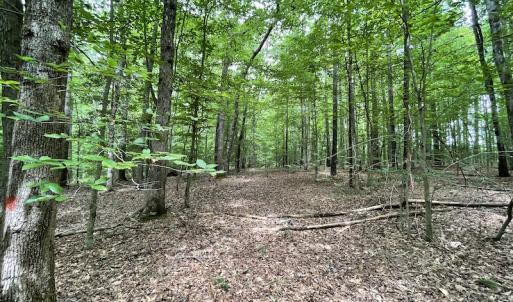 Photo #20 of SOLD property in Off Cabin Point Road, Spring Grove, VA 19.2 acres