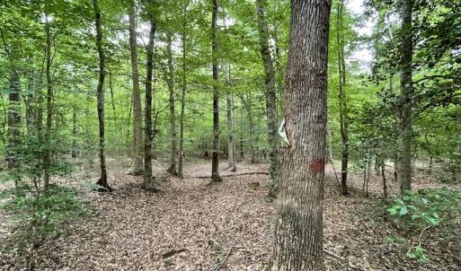 Photo #21 of SOLD property in Off Cabin Point Road, Spring Grove, VA 19.2 acres