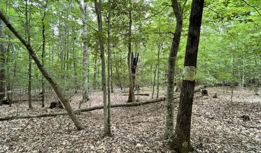 Photo #25 of SOLD property in Off Cabin Point Road, Spring Grove, VA 19.2 acres