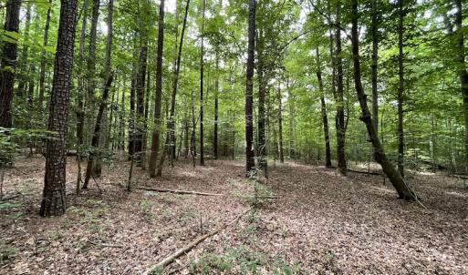 Photo #28 of SOLD property in Off Cabin Point Road, Spring Grove, VA 19.2 acres
