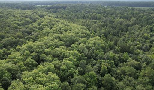 Photo #11 of SOLD property in Off Petersburg Road Route 613, Disputanta, VA 20.0 acres