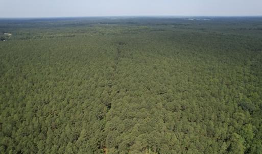 Photo #8 of SOLD property in Off Cabin Point Road Route 602, Disputanta, VA 196.8 acres