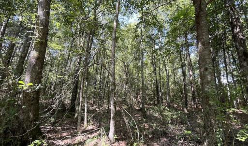 Photo #11 of Off Roe & Sarah Drive, Elizabethtown, NC 69.3 acres