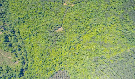 Photo #5 of SOLD property in Off Will Creek Road, Warrenton, NC 15.1 acres