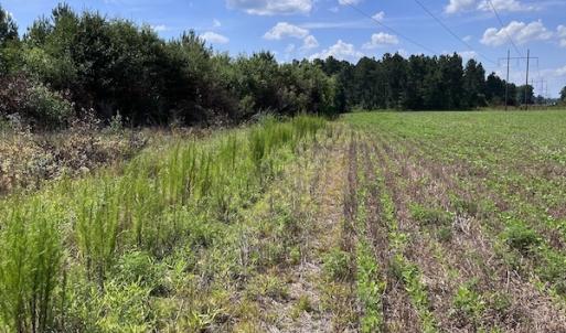 Photo #10 of SOLD property in Off Harding Lane, Chocowinity, NC 25.0 acres