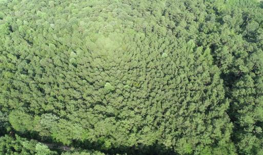 Photo #11 of Off 307 Jamestown Road, Merry Hill, NC 9.5 acres