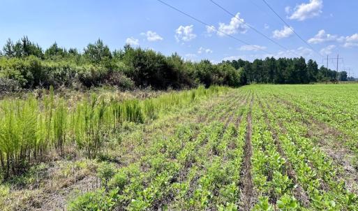 Photo #13 of SOLD property in Off Harding Lane, Chocowinity, NC 25.0 acres