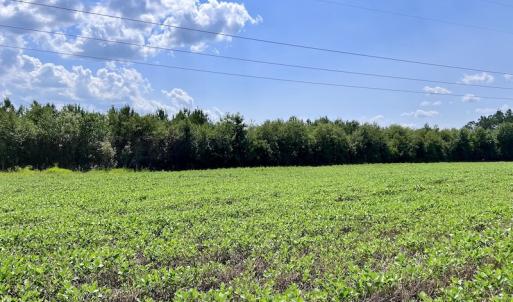 Photo #14 of SOLD property in Off Harding Lane, Chocowinity, NC 25.0 acres