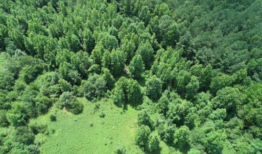 Photo #16 of Off Meredithville Drive - Lot 8, Brodnax, VA 3.5 acres